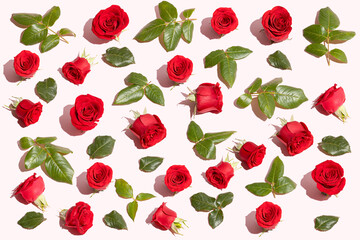 Creative pattern of red roses spontaneously arranged with a green rose leaves on pastel  pink background. Minimal summer spring flowers composition.