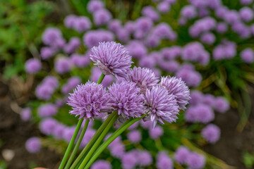 Chives, Allium schoenoprasum purple flowers and leaves