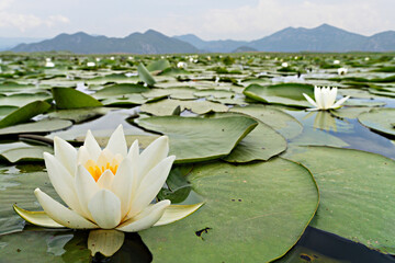 Water lilies in the Shkoder Lake in Montenegro