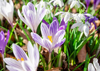 Fototapeta premium Beautiful crocuses on green grass on the sunny spring day. High quality photo