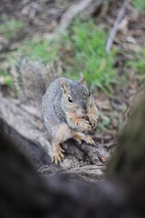 squirrel in the forest
