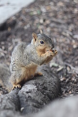 squirrel eating nut