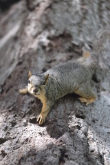 squirrel on the palm