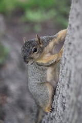 squirrel in the park