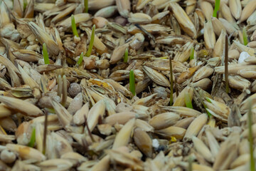 Fresh microgreens oat and wheat grass growing: close up view, macro. Spring, germination, natural, raw and growth concept
