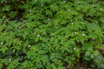 Geranium (Geranium robertianum) grows in the wild .