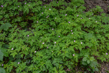 Geranium (Geranium robertianum) grows in the wild .