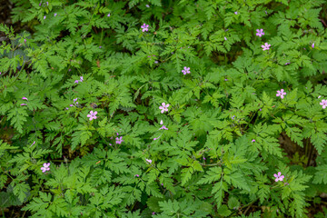 Geranium (Geranium robertianum) grows in the wild .