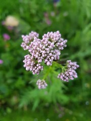 valerian medicinal plant inflorescence in organic cultivation