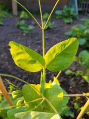 in organic cultivation, the young plant of the garden pea climbs the trellis 