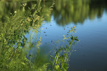 Wild grass on the lake. Evening. Mosquitos fly over the grass. Blurred background.