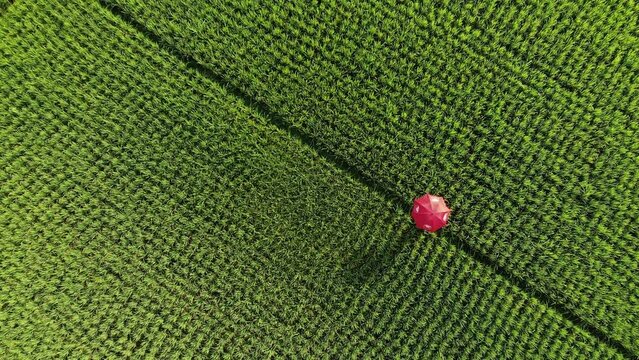 Green paddy field drone view