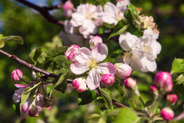 Naklejka na ściany i meble White pink blossoms and buds of an apple tree in spring.