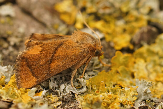 Closeup on the fresh colorful and small the festoon moth, Apoda limacodes