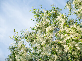 Fototapeta na wymiar Bottom view on white flowers of bird cherry tree. Flowers in bloom on blue sky background.