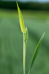 Discolored leaves of spring wheat caused by nutrient deficiencies or infection by a crop pathogen.