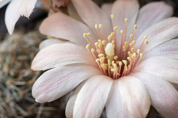 Obraz premium A white flower on a cactus.