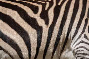 Fototapeta na wymiar Original zebra skin texture.