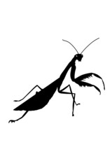 mantis black shadow