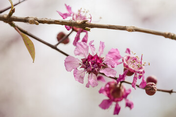 Pink cherry blossom flower branch macro