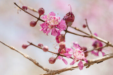 Pink cherry blossom flower branch macro