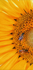 sunflower close up