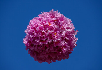 Isolated pink flowers floating on blue background. Pink ipê, also known as pink lapacho or pink...