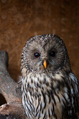 Portrait of a big owl on a brown background 