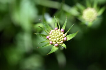 Knospe einer gr&uuml;n und rosa Witwenblume