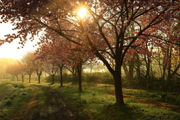 Obraz premium 岩手県西側町 春の猿橋農村公園