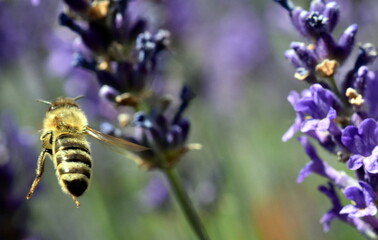 Biene an blühendem Lavendel