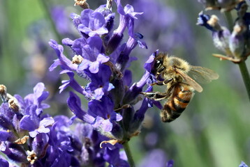 Biene an blühendem Lavendel
