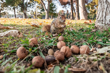 Portrait of fox squirrel (Sciurus niger) sitting on branch isolated on green. Holds foreleg with nut on chest. Urban wildlife. 