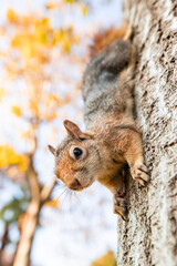 Portrait of fox squirrel (Sciurus niger) sitting on branch isolated on green. Holds foreleg with nut on chest. Urban wildlife. 