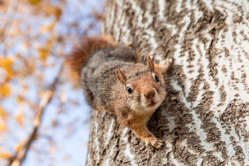 Portrait of fox squirrel (Sciurus niger) sitting on branch isolated on green. Holds foreleg with nut on chest. Urban wildlife. 