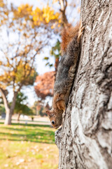 Portrait of fox squirrel (Sciurus niger) sitting on branch isolated on green. Holds foreleg with nut on chest. Urban wildlife. 