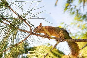 Portrait of fox squirrel (Sciurus niger) sitting on branch isolated on green. Holds foreleg with nut on chest. Urban wildlife. 