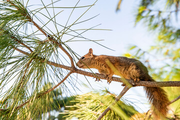 Portrait of fox squirrel (Sciurus niger) sitting on branch isolated on green. Holds foreleg with nut on chest. Urban wildlife. 