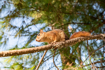 Portrait of fox squirrel (Sciurus niger) sitting on branch isolated on green. Holds foreleg with nut on chest. Urban wildlife. 