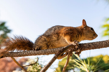 Portrait of fox squirrel (Sciurus niger) sitting on branch isolated on green. Holds foreleg with nut on chest. Urban wildlife. 