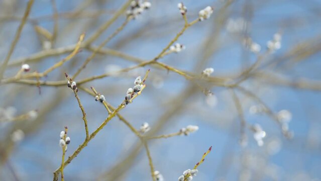 Willow branches ice covered in early spring against a blue sky. Willow tree in nature, blue sky background. Bokeh.