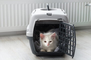 Obraz premium Serious white Turkish Angora cat in a cat carrier. Concept: moving with a cat