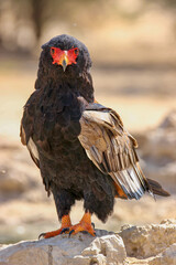 Adult Bateluer Eagle, Kgalagadi