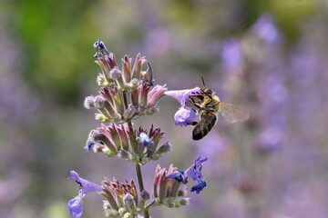 Biene an blauer Katzenminze