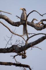 A malabar pied hornbill perched gracefully on a branch.