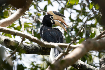 A regal malabar pied hornbill perched on a branch in the wild.