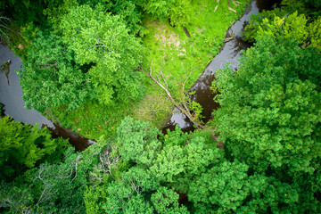 Aerial Drone image of  summer foliage and a downed tree spanning the North branch of Timber Creek
