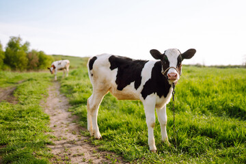 Calf eating green grass. Farm baby animal. Pet animal husbandry and Dairy life concept.
