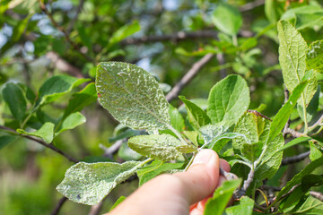 An aphid colony on the green leaves of a plum branch held by the gardener's fingers. Insect pests...