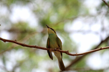 Asian green bee-eater bird is sitting on the tree branch.